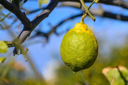 A vibrant lemon hangs from a tree branch, basking in sunlight, surrounded by green leaves and a...