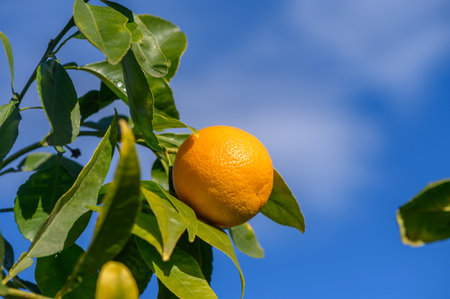 A vibrant orange fruit clings to a leafy branch, glowing against a backdrop of bright blue skies and sunlight.の写真素材