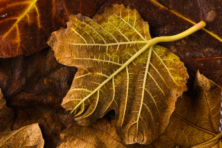 Brightly colored autumn leaves lie in harmony, showing intricate textures and details in a cozy...