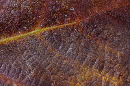A close-up view reveals intricate patterns and rich hues of a fallen leaf in the warmth of autumn.