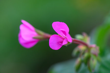 Bright pink flowers stand out against a blurred green backdrop, capturing the essence of spring's...