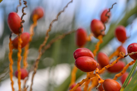 Bright red fruits are nestled among twisted branches, illuminated by sunlight in a lush garden...