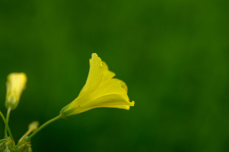 A vibrant yellow flower stands out with delicate petals, embracing the warmth of spring in a flourishing garden.の写真素材