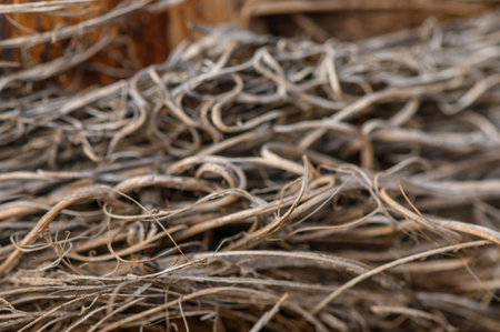 Delicate brown vine-like structures intertwine, showing nature's texture and beauty under soft natural light.の写真素材