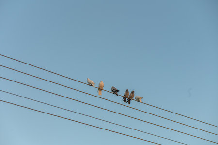 A group of birds gathers on power lines as the first light of day breaks, painting a tranquil urban...