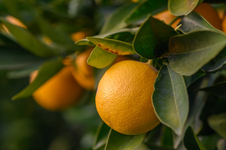 Vibrant oranges dangle from dense leaves, bathed in warm sunlight on a beautiful day in the orchard.の写真素材