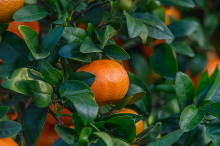 Bright oranges hang from lush green leaves in a thriving citrus orchard, showcasing the bounty of nature.の写真素材