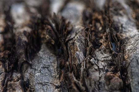 Close examination of aged tree bark showcases a multitude of textures, colors, and natural patterns.の写真素材