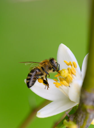 A busy bumblebee collects pollen from a pristine white flower while surrounded by lush greenery and...
