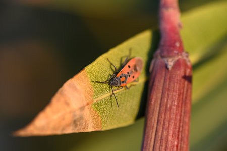 A small, brightly colored insect perches delicately on a green leaf, illuminated by warm evening...