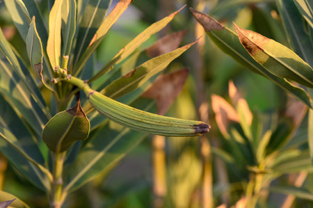 Lush green okra pods hang from healthy plants basking in warm sunlight during a beautiful afternoon.の写真素材