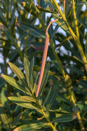 A slender pod dangles from lush green leaves, bathed in soft afternoon light in a tranquil outdoor scene.の写真素材