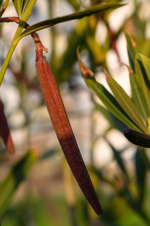 A slender, reddish-brown pod dangles gracefully from leafy branches, catching warm sunlight in a serene garden.の写真素材