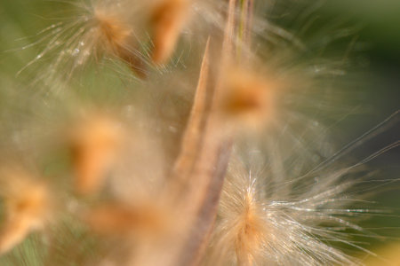 Soft tufts are illuminated by sunlight, creating a gentle, serene atmosphere filled with nature's beauty.の写真素材