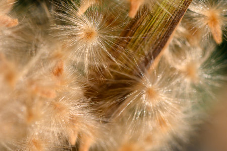 Soft, fluffy fibers catch warm sunlight, creating a serene display of nature's intricate beauty in a vibrant setting.の写真素材