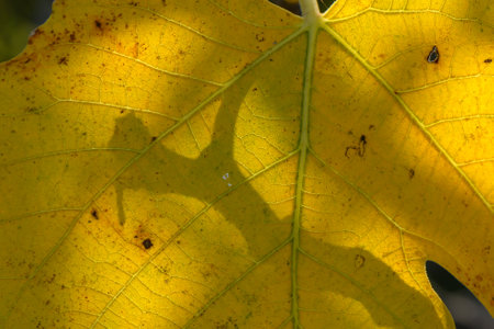 Yellow leaves cast intricate shadows, capturing sunlight and showing nature's quiet artistry.の写真素材
