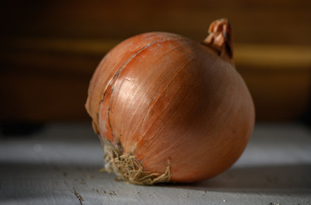 A beautifully curved onion displays its earthy tones, hinting at a flavorful ingredient just picked from the garden.の写真素材
