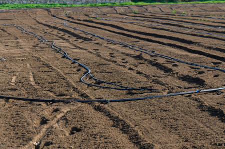 Black tubing stretches over tilled soil, highlighting the farmer's careful prep for the upcoming growing season.の写真素材