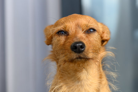 Small brown dog gazing thoughtfully with a relaxed demeanor while enjoying a sunny afternoon indoors.の写真素材