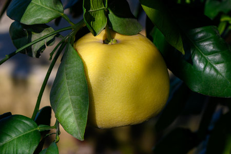 A bright yellow citrus fruit dangles amid lush green leaves under warm sunlight in a serene garden setting.の写真素材