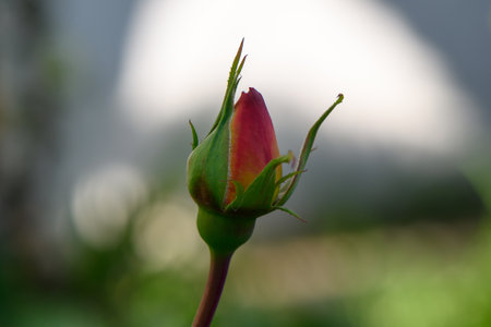 A vibrant rosebud unfolds in a tranquil garden, basking in the golden light of a sunny afternoon.の写真素材