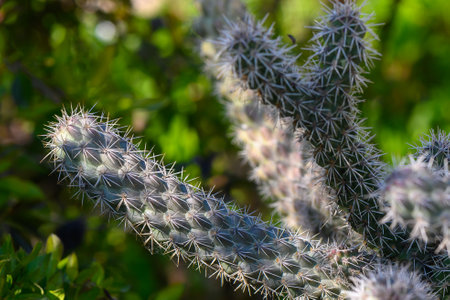 Sunlight dances on the prickly surface of a cactus, revealing intricate details amidst a lush green...