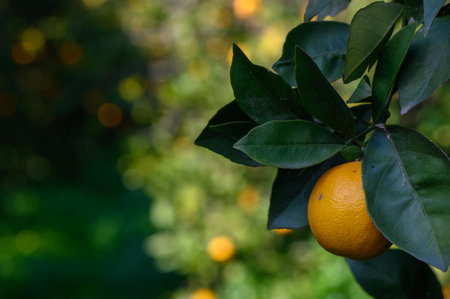 Golden orange fruit dangles from a verdant branch, basking in sunlight amid a tranquil orchard...