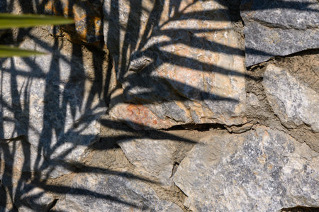 Delicate shadows dance on a rugged stone wall, creating a natural masterpiece.の写真素材