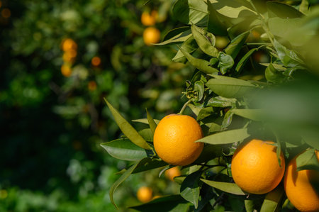 Golden oranges hang from branches, soaking up sunlight in a vibrant orchard surrounded by rich greenery.の写真素材