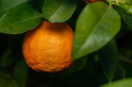 Juicy citrus fruit hangs gracefully in a vibrant orchard surrounded by rich foliage during the warm summer seasonの写真素材