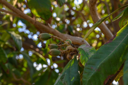 Green fruit clusters hang from branches amidst rich foliage under the warm afternoon sun, showing...