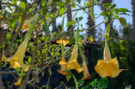 Beautiful yellow trumpet flowers hang gracefully from branches, basking in the bright sunlight of a serene garden.の写真素材