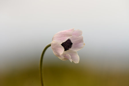 A soft pink flower stands gracefully against a muted background, exuding peace and natural beauty.の写真素材