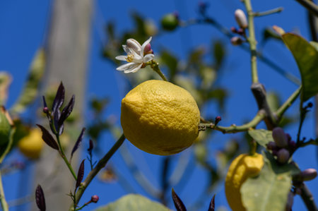 A vibrant lemon tree displays a bright yellow fruit alongside lovely white flowers against a sunny backdrop.の写真素材