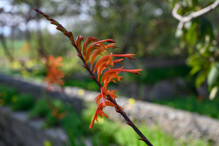 Delicate orange blossoms emerge gracefully from slender branches in the serene garden setting.の写真素材