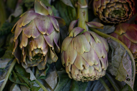 Two artichokes display their textured layers against lush green leaves at a bustling market in the morning light.の写真素材