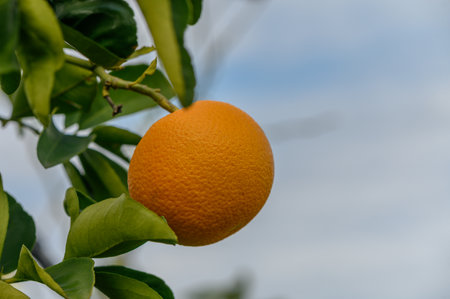 Golden orange rests among green leaves, showing the beauty of nature in a serene orchard during overcast weather.の写真素材