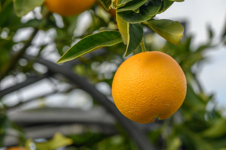 A single ripe orange dangles from a tree branch, surrounded by rich green leaves under clear blue skies.の写真素材