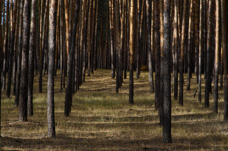 Tall pine trees line a tranquil pathway, their shadows stretching across the soft grass.の写真素材