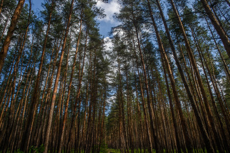 Tall pine trees towards reach the bright sky, creating a peaceful ambiance in a lush, green forest...