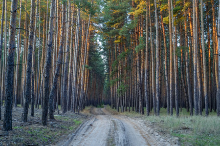 Sunlight filters through tall pine trees, casting warm hues on a quiet dirt path winding through the tranquil forest.の写真素材