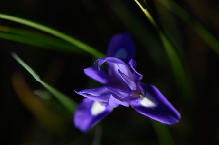 A stunning purple flower opens gracefully amidst the dark green leaves, illuminated softly by...