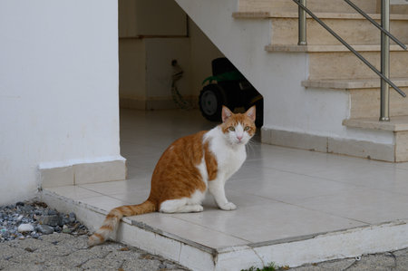 A playful orange and white tabby cat perched beside polished steps, enjoying the warm sun in a tranquil environment.の写真素材