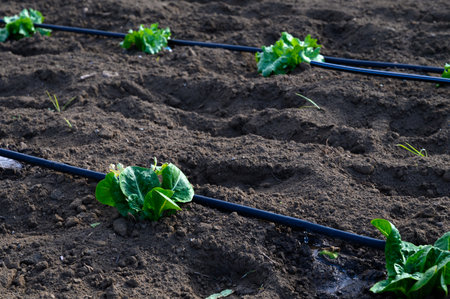 Rows of vibrant green lettuce grow in fertile earth, nourished by a modern irrigation system on a sunny afternoon.の写真素材