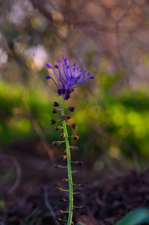 Delicate wildflower blooms with vibrant purple petals, reaching skyward amidst soft, blurred...