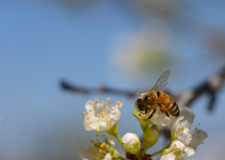 A bee collects nectar from small white flowers as sunlight filters through, showing nature's beauty.