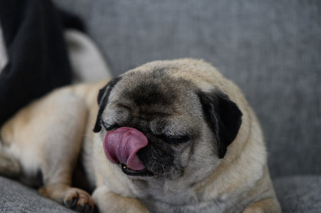 A delightful pug savors the aroma of something tasty, relaxing on a plush couch, tongue playfully extended.の写真素材
