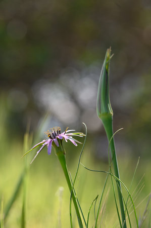 A vibrant purple wildflower stands amidst lush green grass, basking in the soft sunlight of a spring afternoon.の写真素材