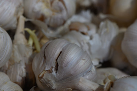 Fresh garlic bulbs are clustered together, showing their textured skins in a cozy, rustic environment.の写真素材