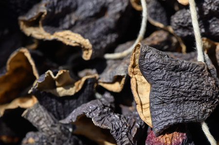 Delicate, curled petals form a unique composition, showing the beauty of nature's decay in a tranquil outdoor space.の写真素材